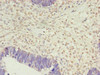 PRTFDC1 Antibody PACO42234