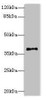 PLCXD1 Antibody PACO42242