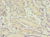 ANGPTL2 Antibody PACO42378