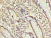 ANGPTL2 Antibody PACO42378