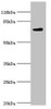 MTMR7 Antibody PACO42582