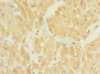 TP53TG5 Antibody PACO42766
