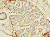 OSGIN2 Antibody PACO42810