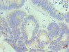 IL18RAP Antibody PACO43242