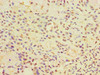 CALR3 Antibody PACO43695