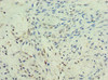 KMO Antibody PACO43748