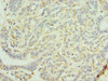 MAGEC2 Antibody PACO43871