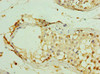 MAGEC2 Antibody PACO43871