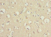 PRUNE2 Antibody PACO44244