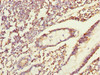 ERO1A Antibody PACO44634