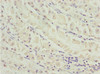 MEOX1 Antibody PACO44657