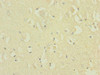 NRXN1 Antibody PACO45462