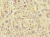 IMMP2L Antibody PACO45546
