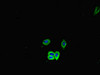 Hspa5 Antibody PACO45918