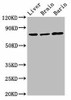 Hspa5 Antibody PACO45918