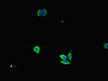 IL32 Antibody PACO46378