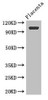 ARHGAP42 Antibody PACO46458