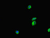 ANKS6 Antibody PACO46594