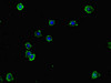 NCR3LG1 Antibody PACO46638