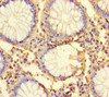 FAAP20 Antibody PACO46674
