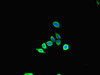 SBF2 Antibody PACO46722