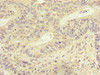 FMNL3 Antibody PACO46786
