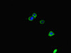 PRIMPOL Antibody PACO46834