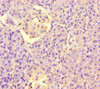 LRR1 Antibody PACO46866