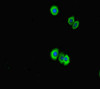 LRR1 Antibody PACO46866