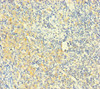 PLAC8 Antibody PACO47086