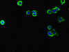 FLRT3 Antibody PACO47150
