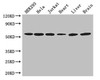 ARIH2 Antibody PACO47306