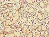 GJB2 Antibody PACO47426