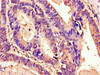 TM4SF20 Antibody PACO47938