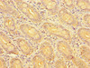 SLC51A Antibody PACO47978