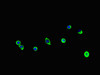 PGAP2 Antibody PACO48142