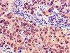 MYBL2 Antibody PACO48410