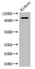 AAK1 Antibody PACO48618
