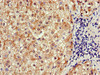 SLCO1B3 Antibody PACO48758
