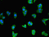 IRF3 Antibody PACO48970