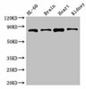 ABCB9 Antibody PACO49334