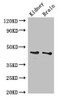 GDF11 Antibody PACO49630