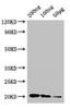 IFNG Antibody PACO49690