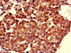 RGS19 Antibody PACO49946