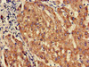 SLC10A3 Antibody PACO50006