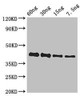 GP Antibody PACO50246