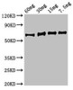 eno Antibody PACO50346