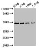 cobB Antibody PACO50446
