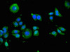 KIR2DS3 Antibody PACO50482