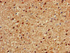SZT2 Antibody PACO50654